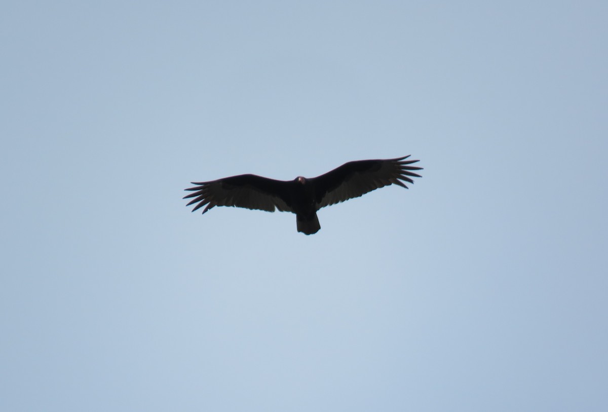 Turkey Vulture - ML120158401