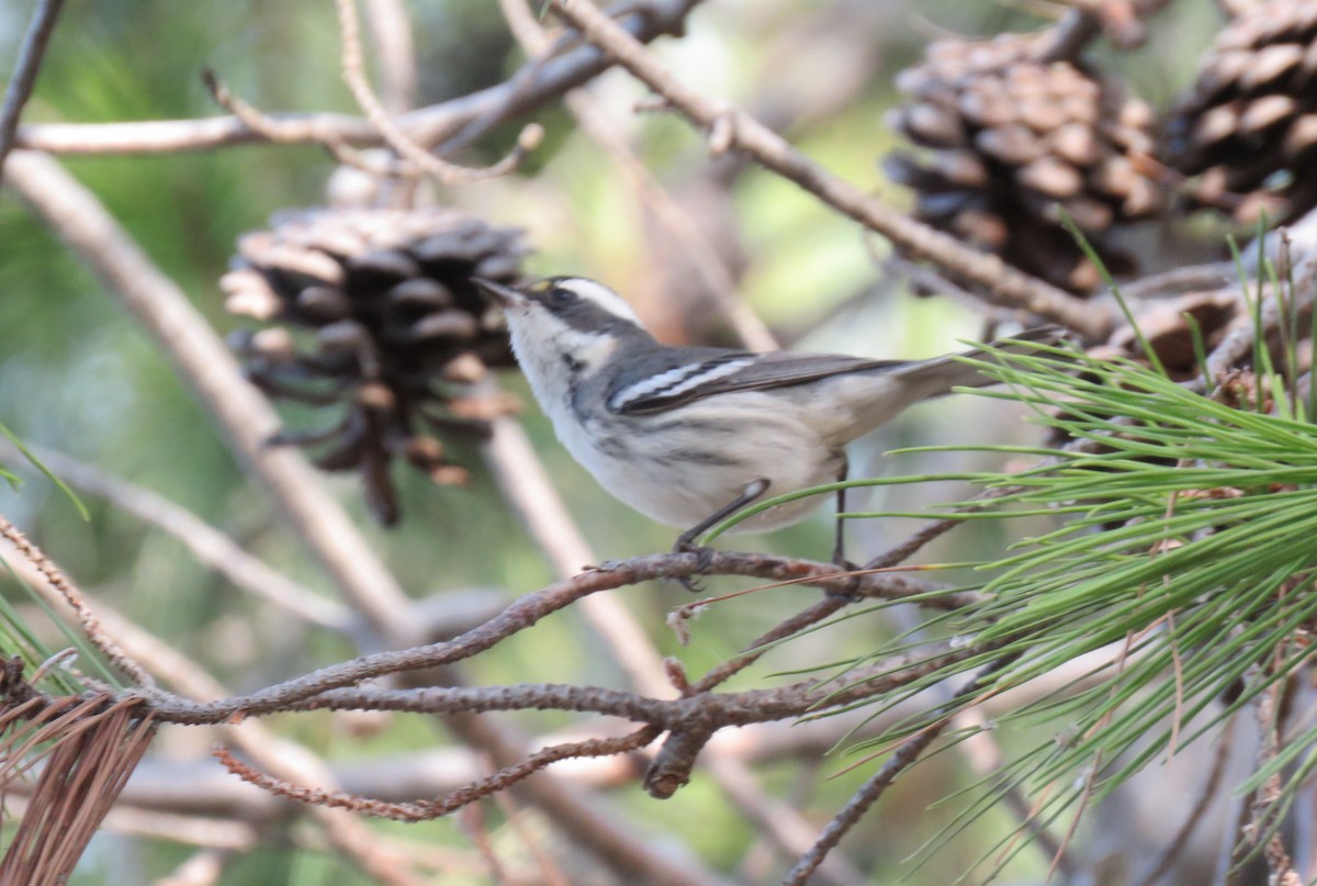 Black-throated Gray Warbler - Becky Turley