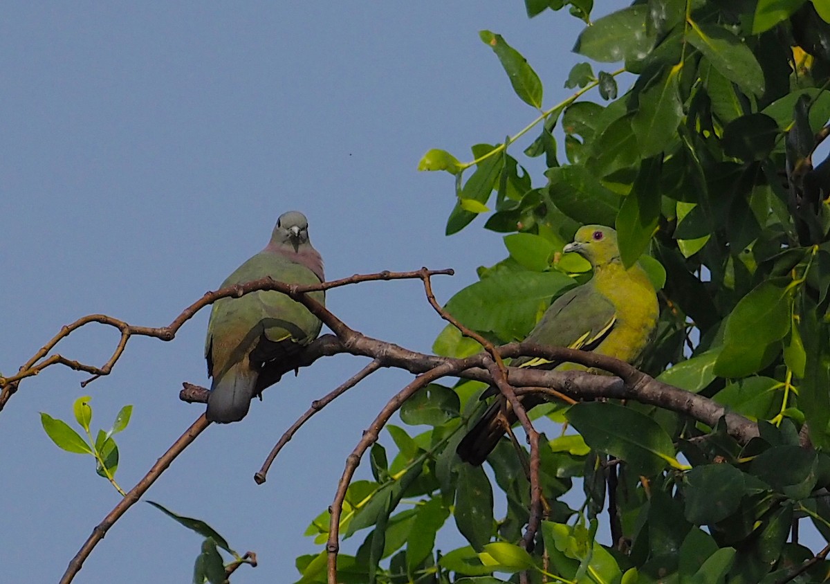 Pink-necked Green-Pigeon - Anonymous