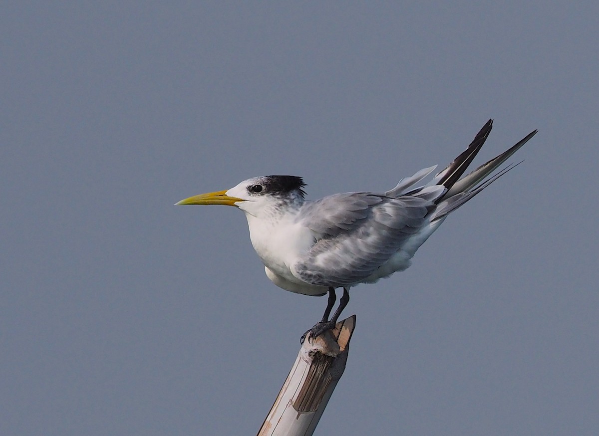 Great Crested Tern - Anonymous