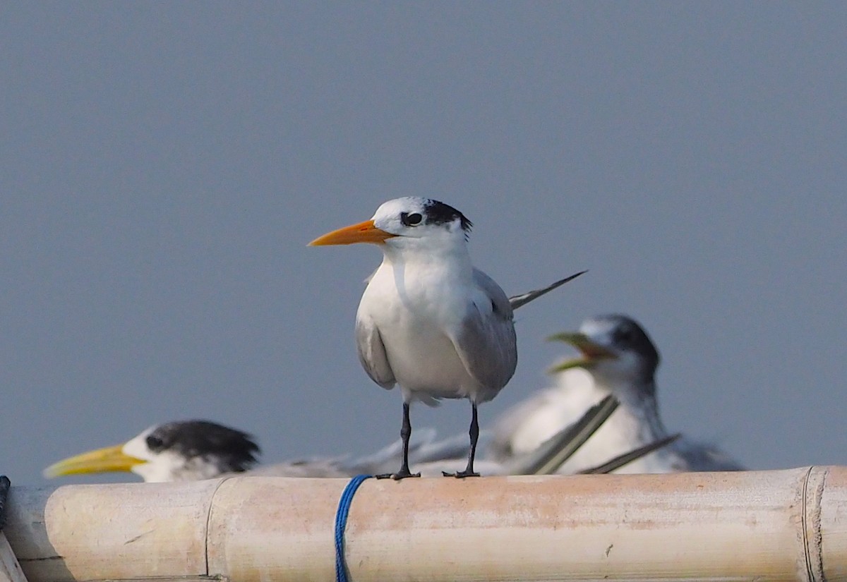 Lesser Crested Tern - Anonymous