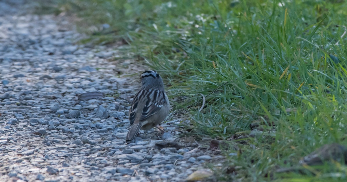 White-crowned Sparrow - ML120161451