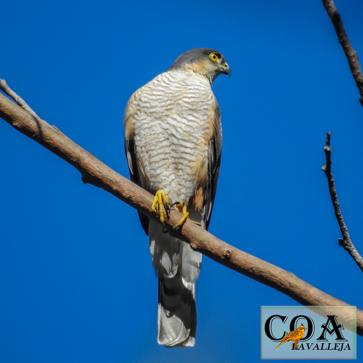 Sharp-shinned Hawk (Rufous-thighed) - Amed Hernández