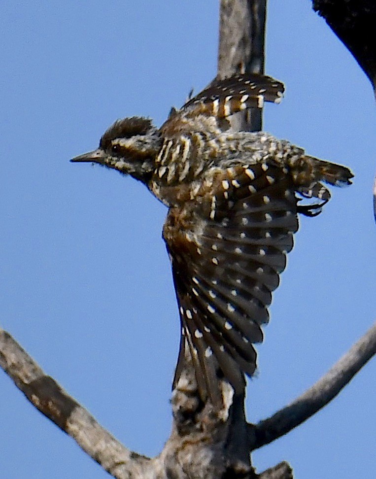 Sunda Pygmy Woodpecker - ML120162221