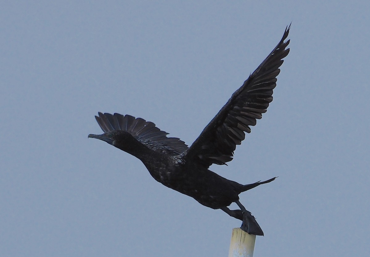 Little Black Cormorant - Anonymous