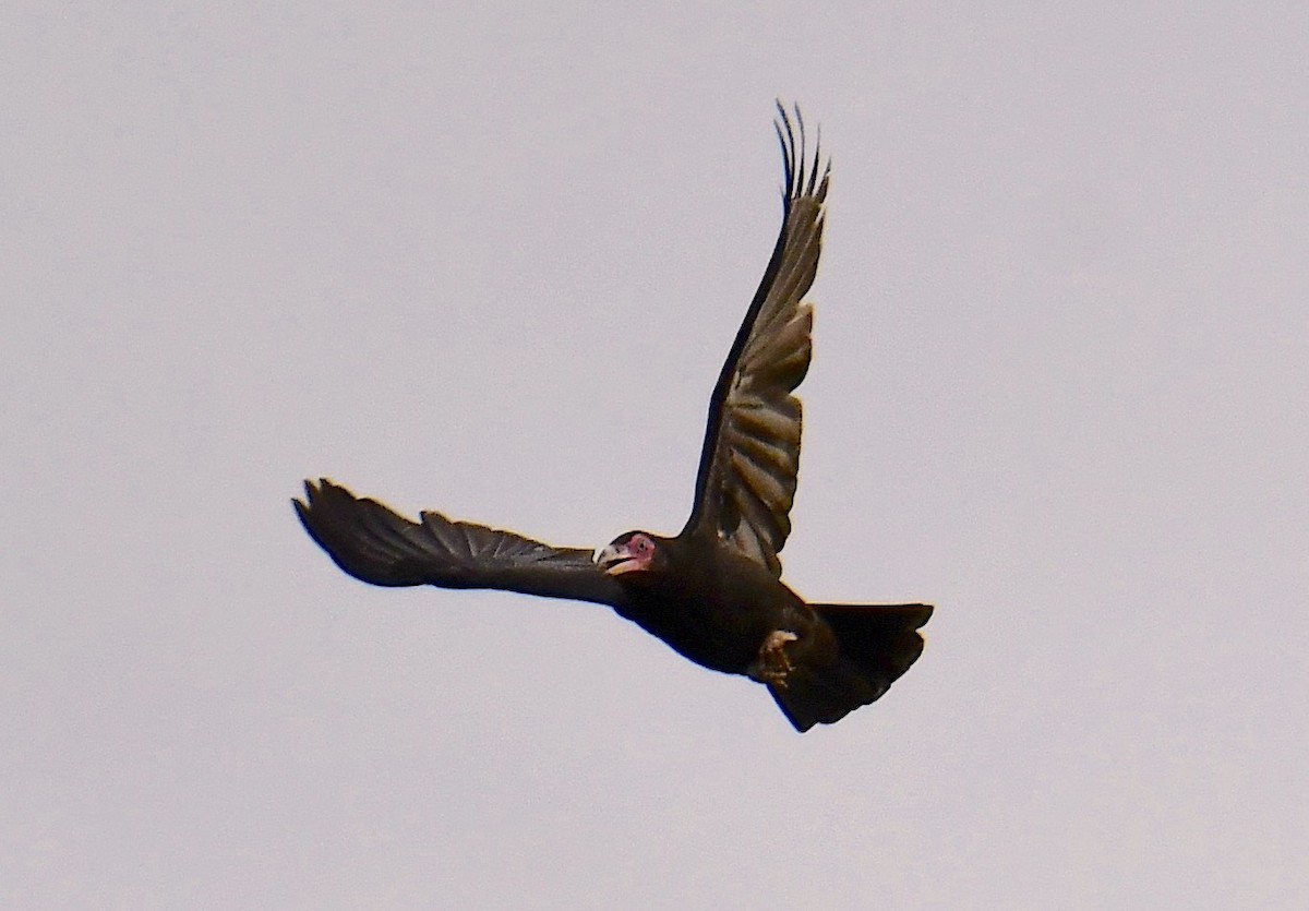 Новогвинейская ворона - ML120162771