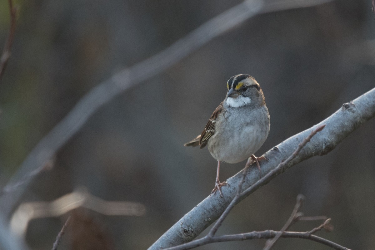 White-throated Sparrow - ML120164831