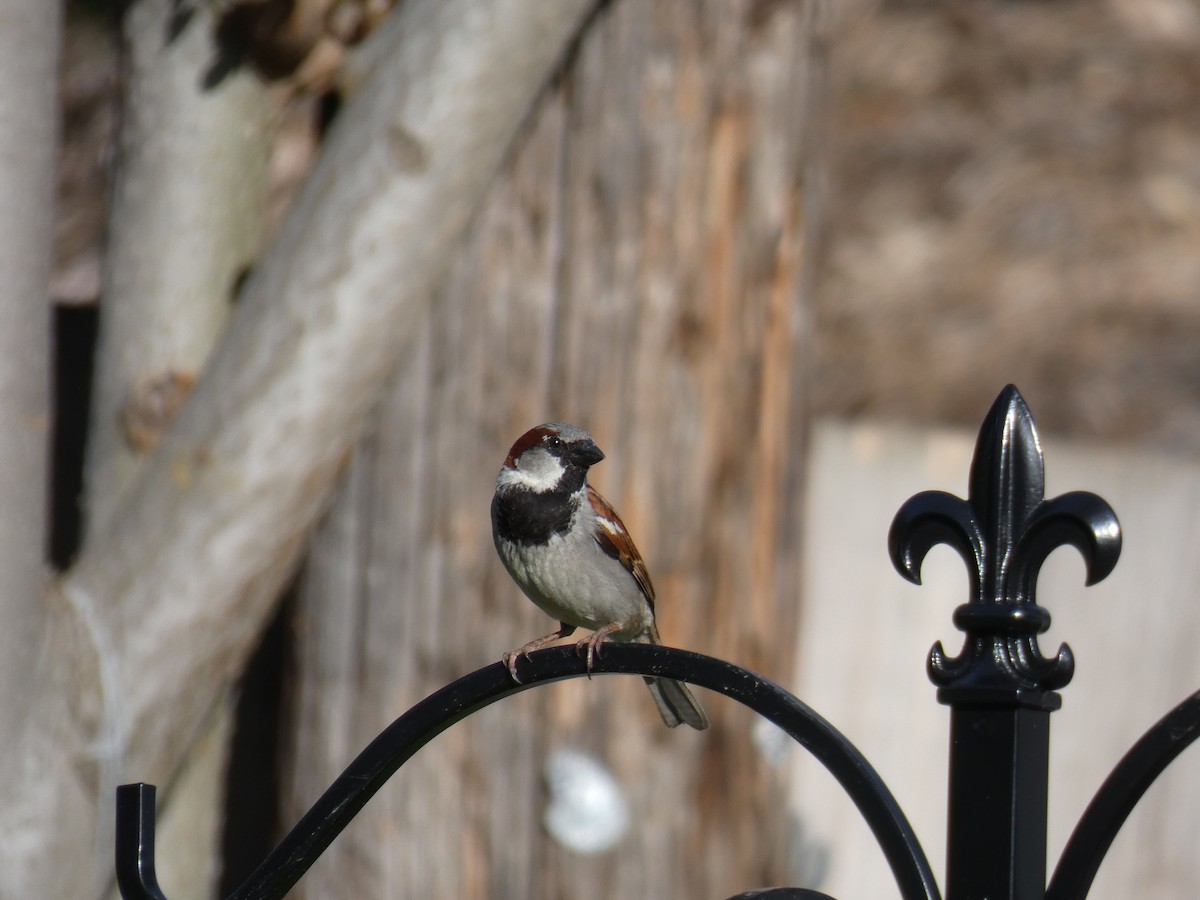 House Sparrow - Barry Mast