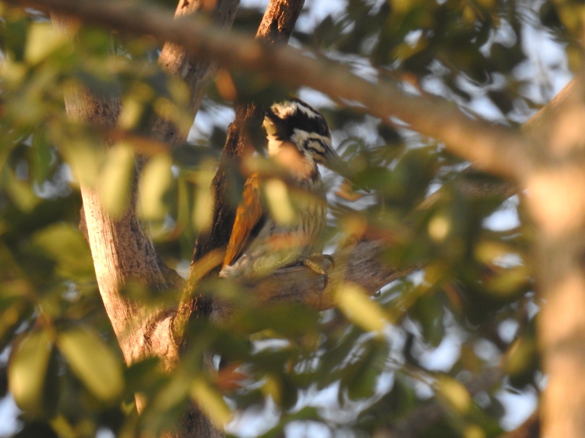 White-naped Woodpecker - Ashwin Viswanathan