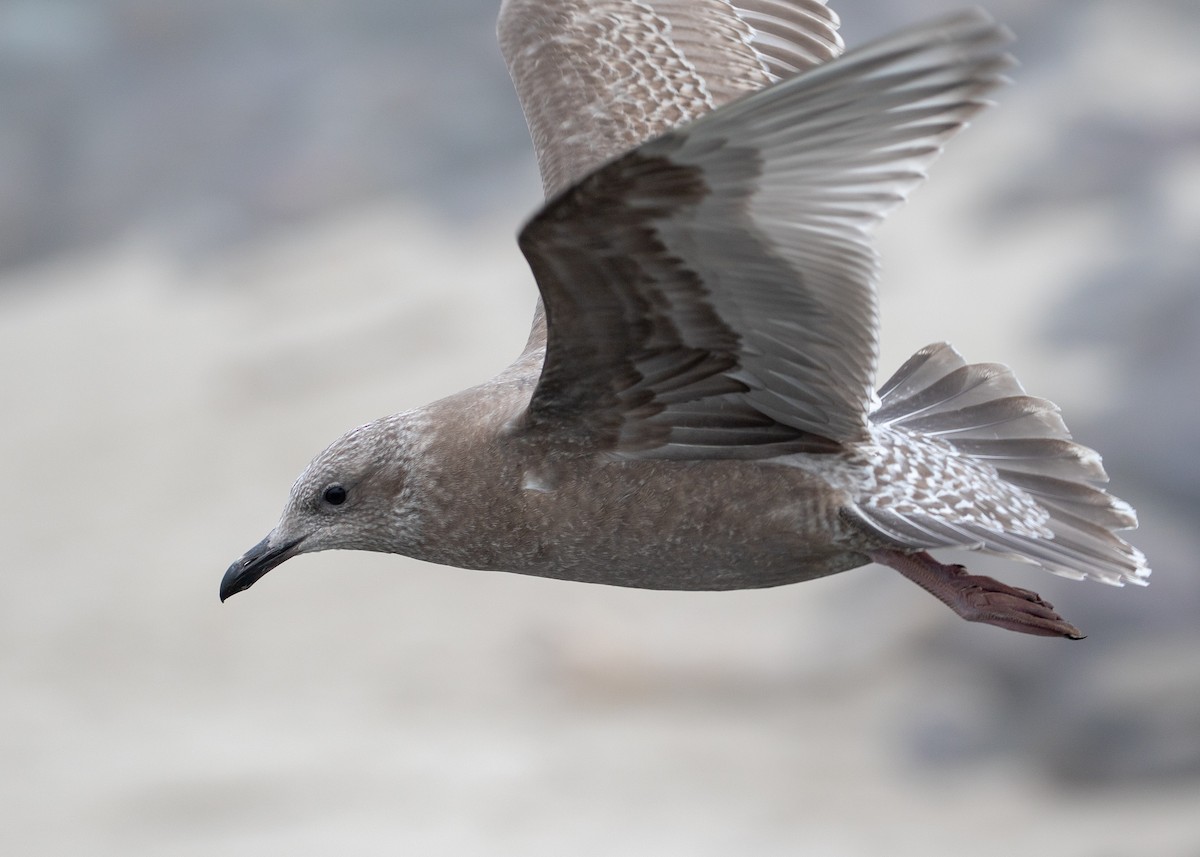Iceland Gull (Thayer's) - Philip Kline