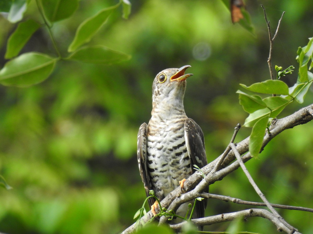 Indian Cuckoo - Deepa Wimalasena