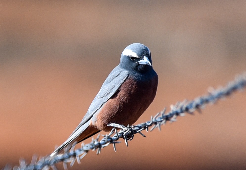 White-browed Woodswallow - Bruce Wedderburn
