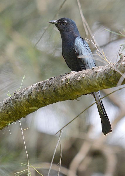 Square-tailed Drongo-Cuckoo - Choy Wai Mun