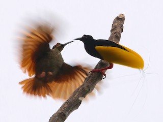 Twelve Wired Bird Of Paradise Seleucidis Melanoleucus Birds Of The World