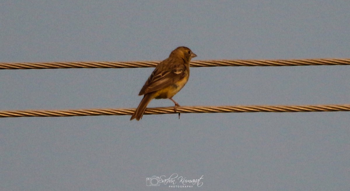 Red-headed Bunting - ML120174601