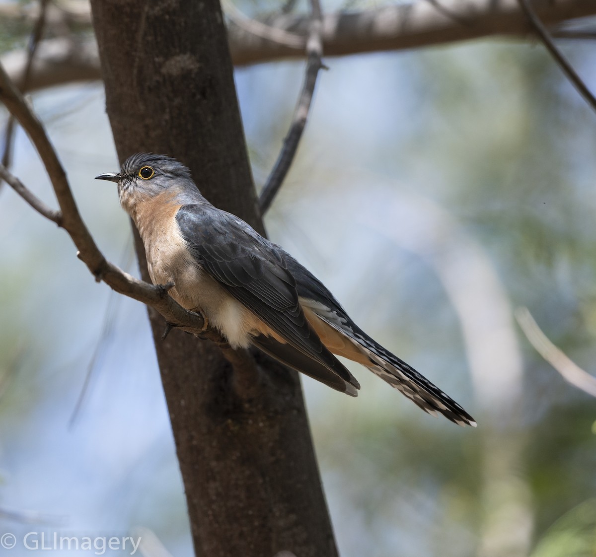 Fan-tailed Cuckoo - Greg & Jeanette Licence