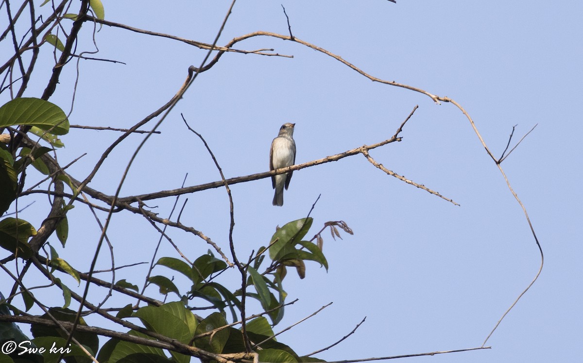 Asian Brown Flycatcher - Swetha Krishna