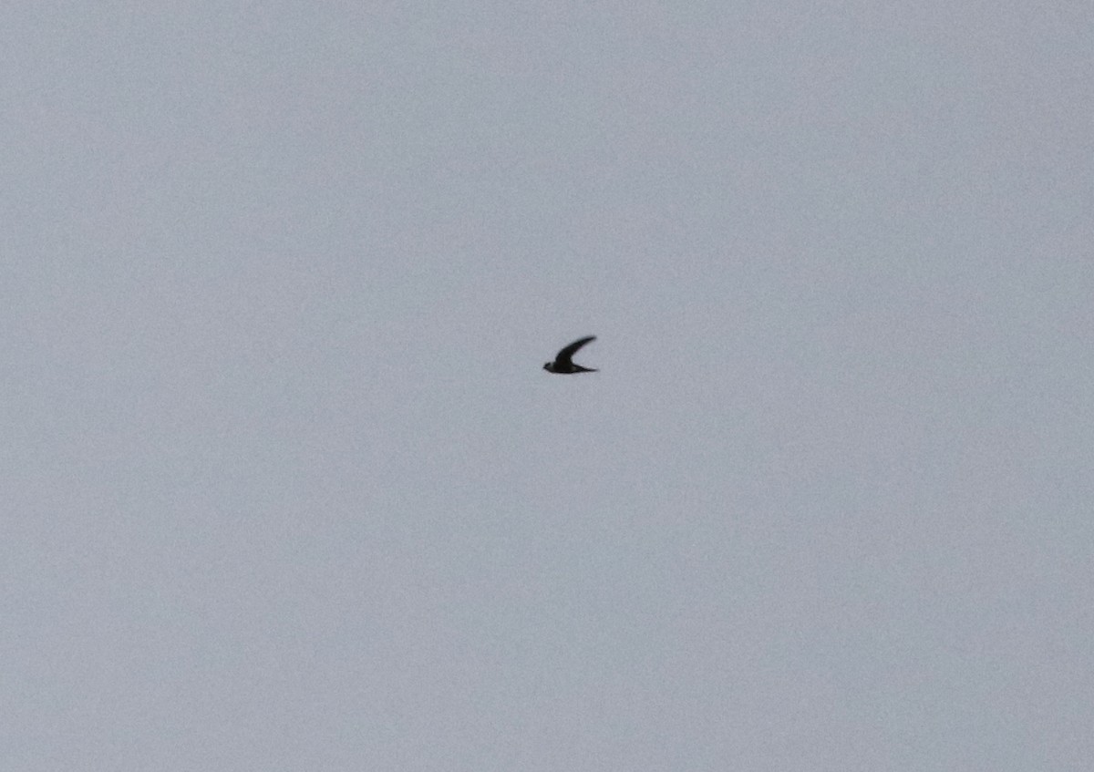 Lesser Swallow-tailed Swift - John Bruin
