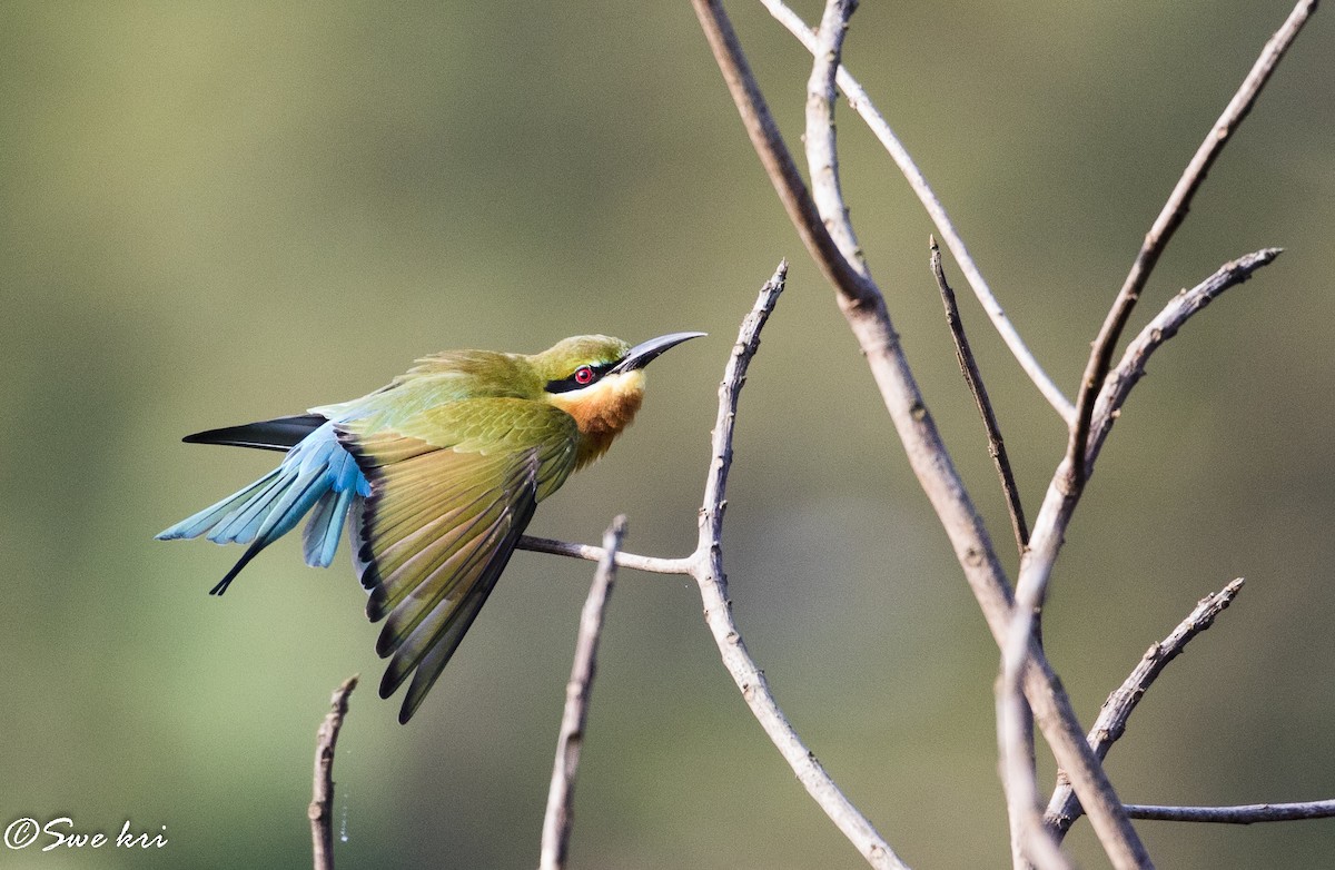 Blue-tailed Bee-eater - Swetha Krishna