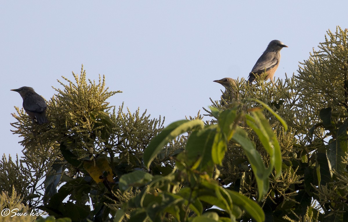 Chestnut-tailed Starling - Swetha Krishna