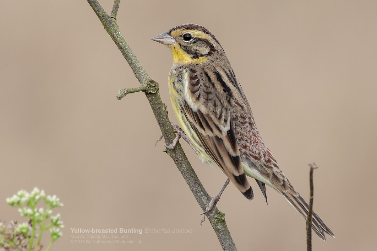Yellow-breasted Bunting - ML120177831