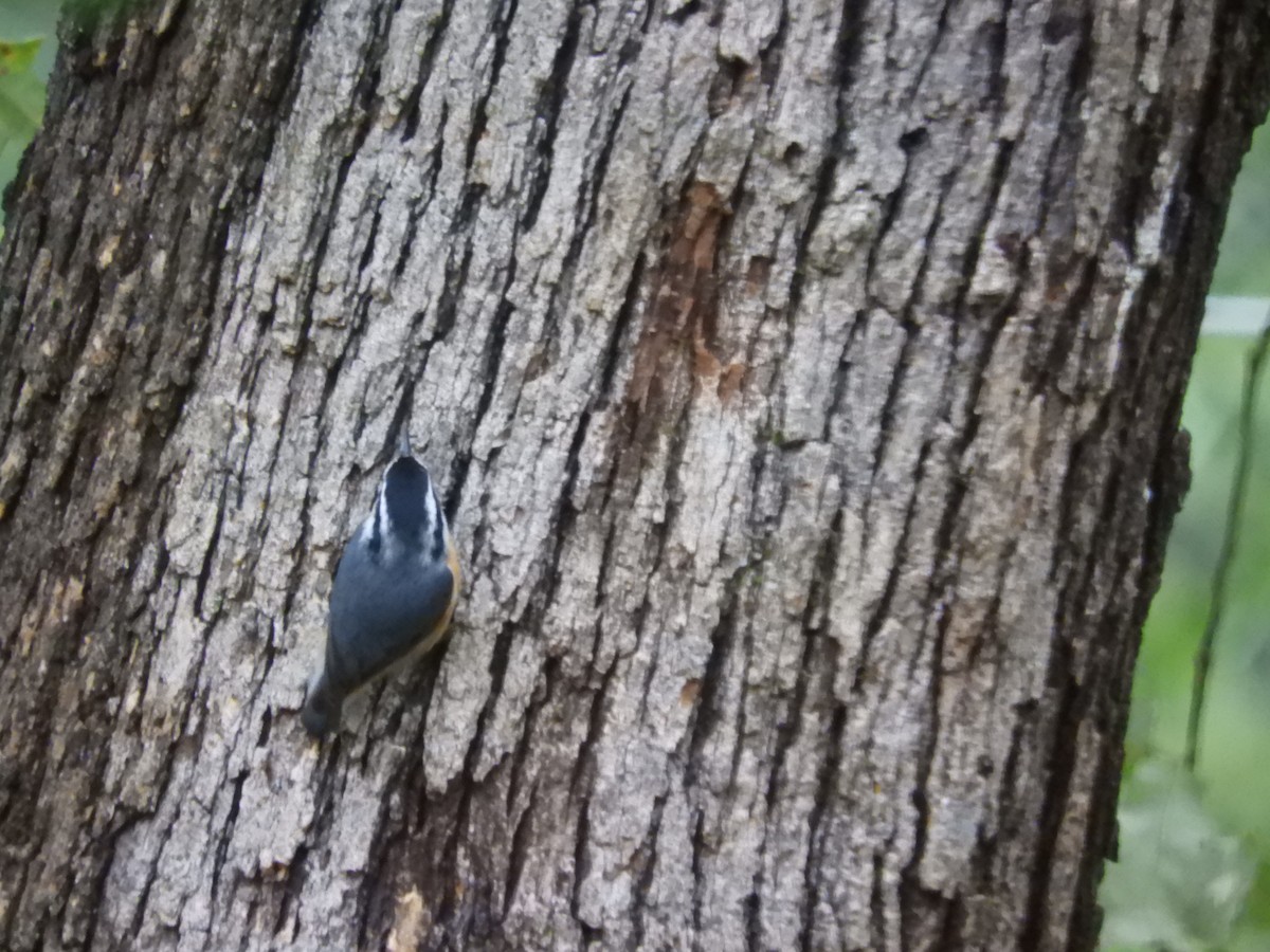 Red-breasted Nuthatch - ML120183741