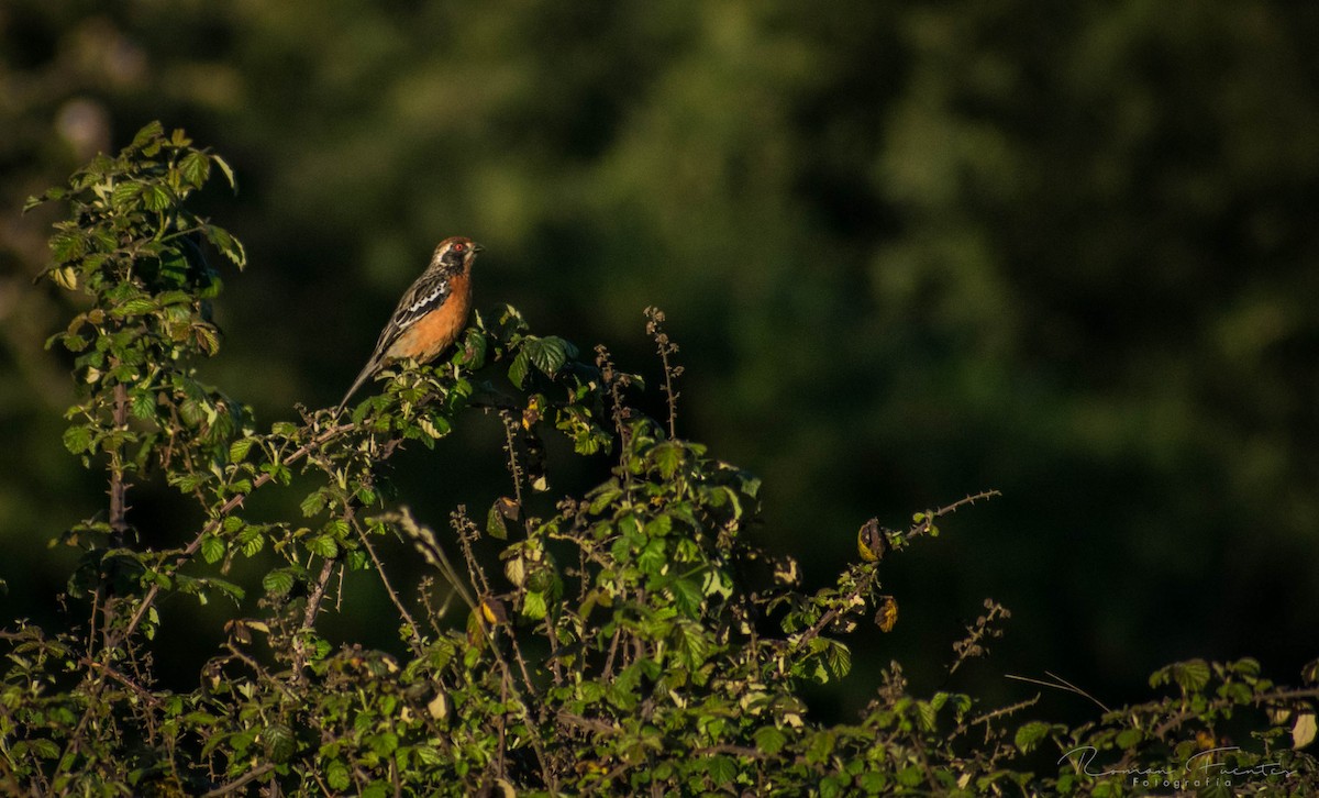Rufous-tailed Plantcutter - ML120183941