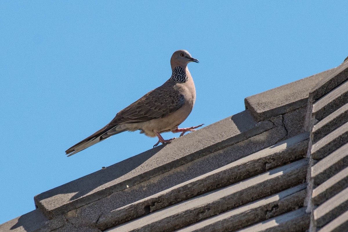 Spotted Dove - ML120184801