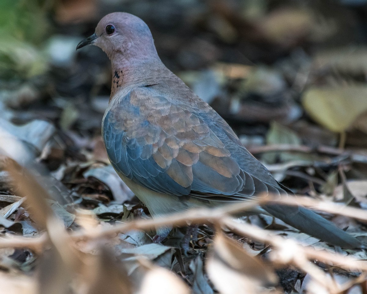 Laughing Dove - ML120185181