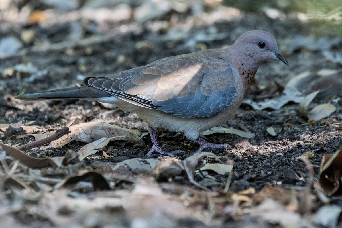 Laughing Dove - ML120185191