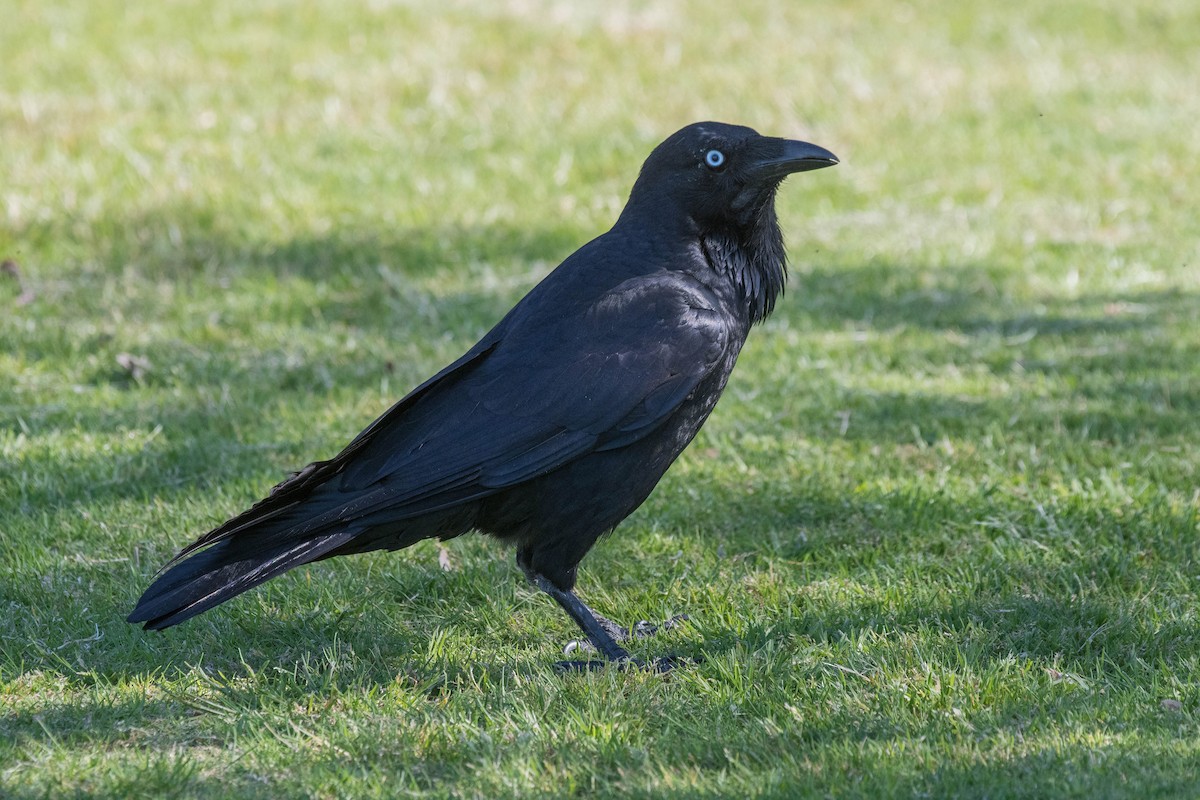 Australian Raven - Terence Alexander