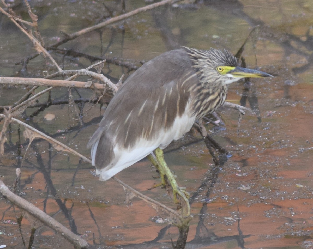 Indian Pond-Heron - ML120189101