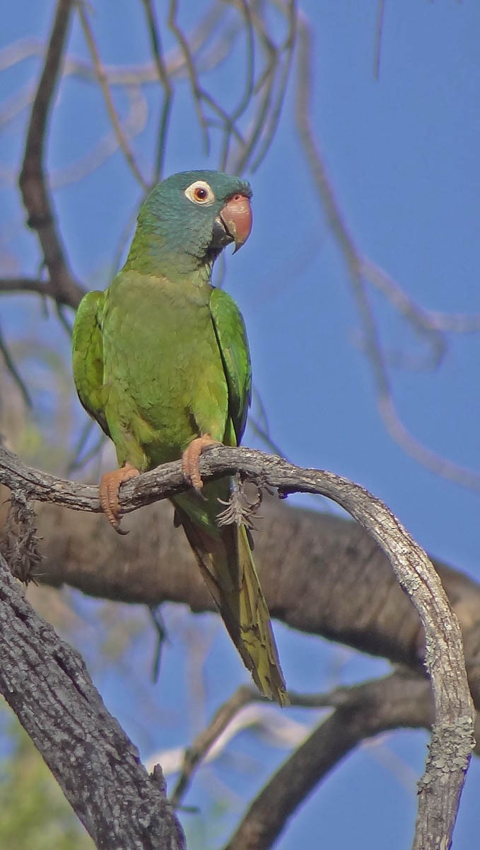Blue-crowned Parakeet - Guillermo Sferco