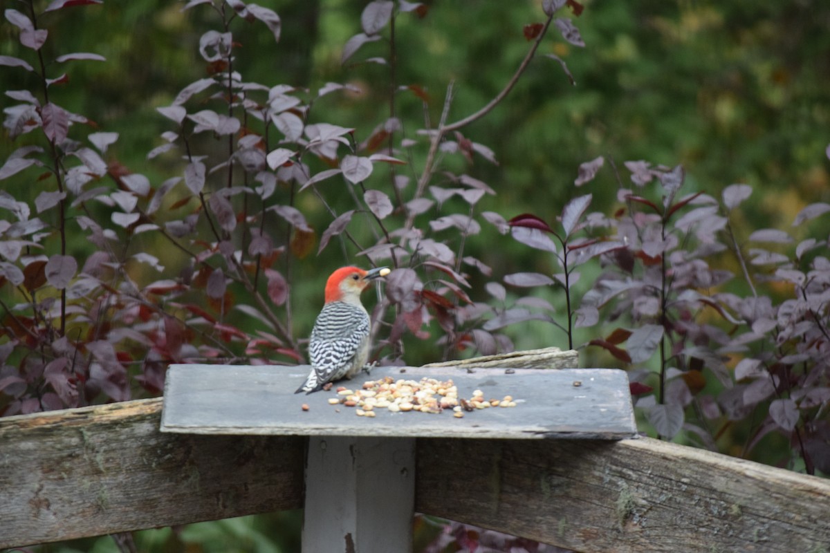 Red-bellied Woodpecker - Charlie Todd