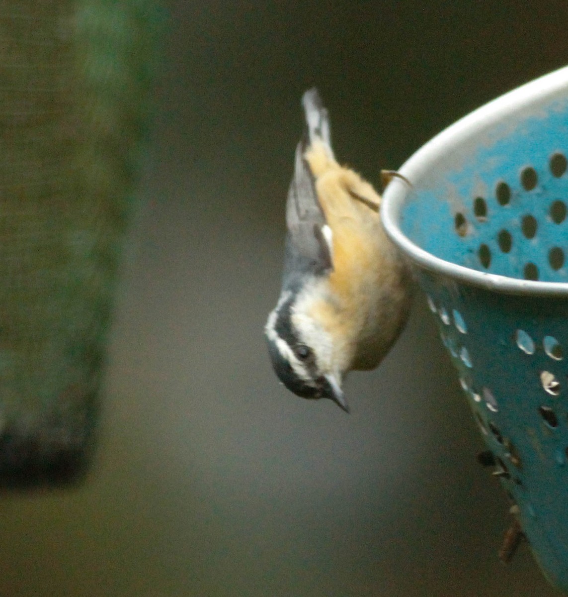 Red-breasted Nuthatch - ML120193111