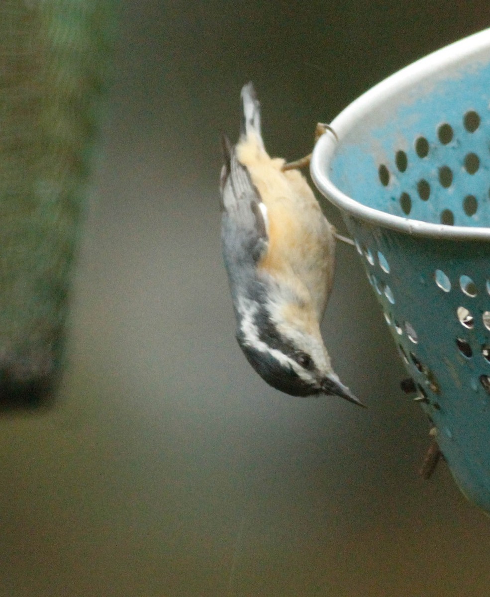 Red-breasted Nuthatch - ML120193131