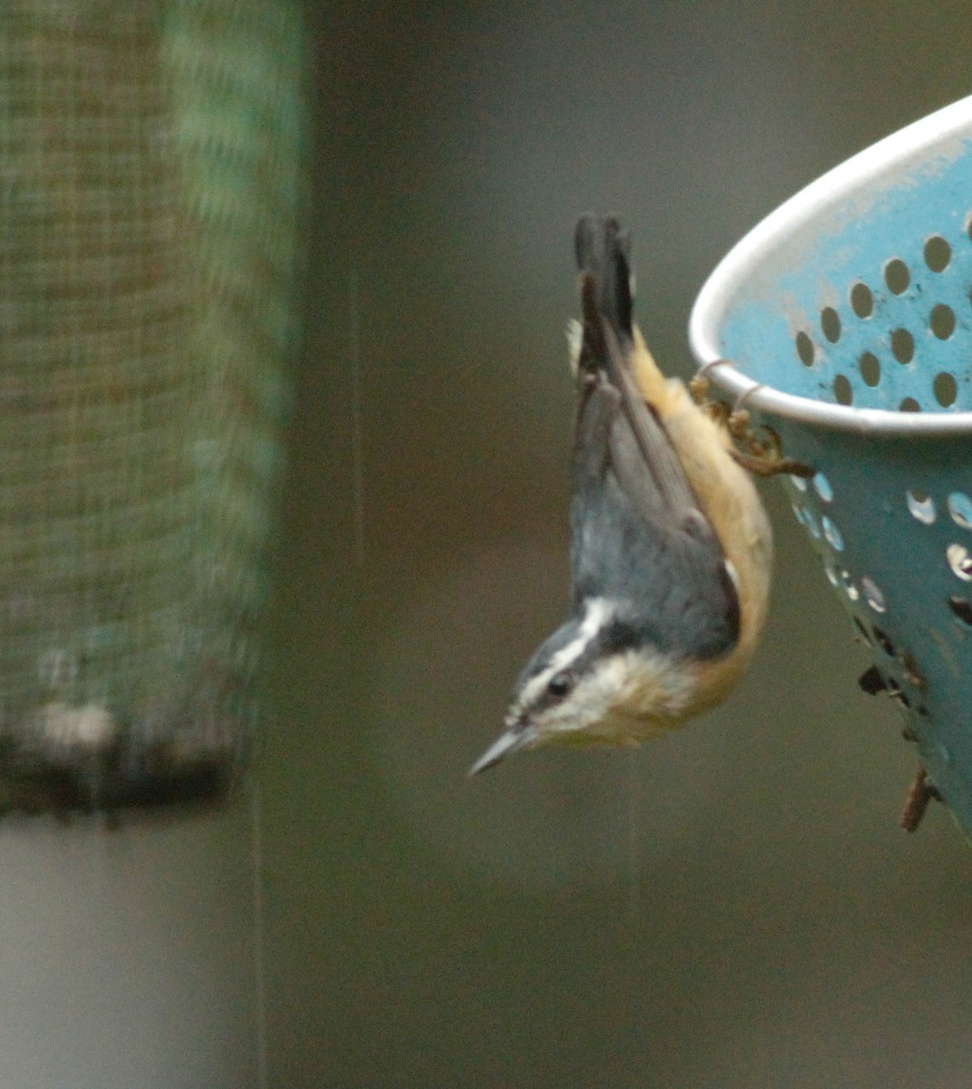 Red-breasted Nuthatch - ML120193141