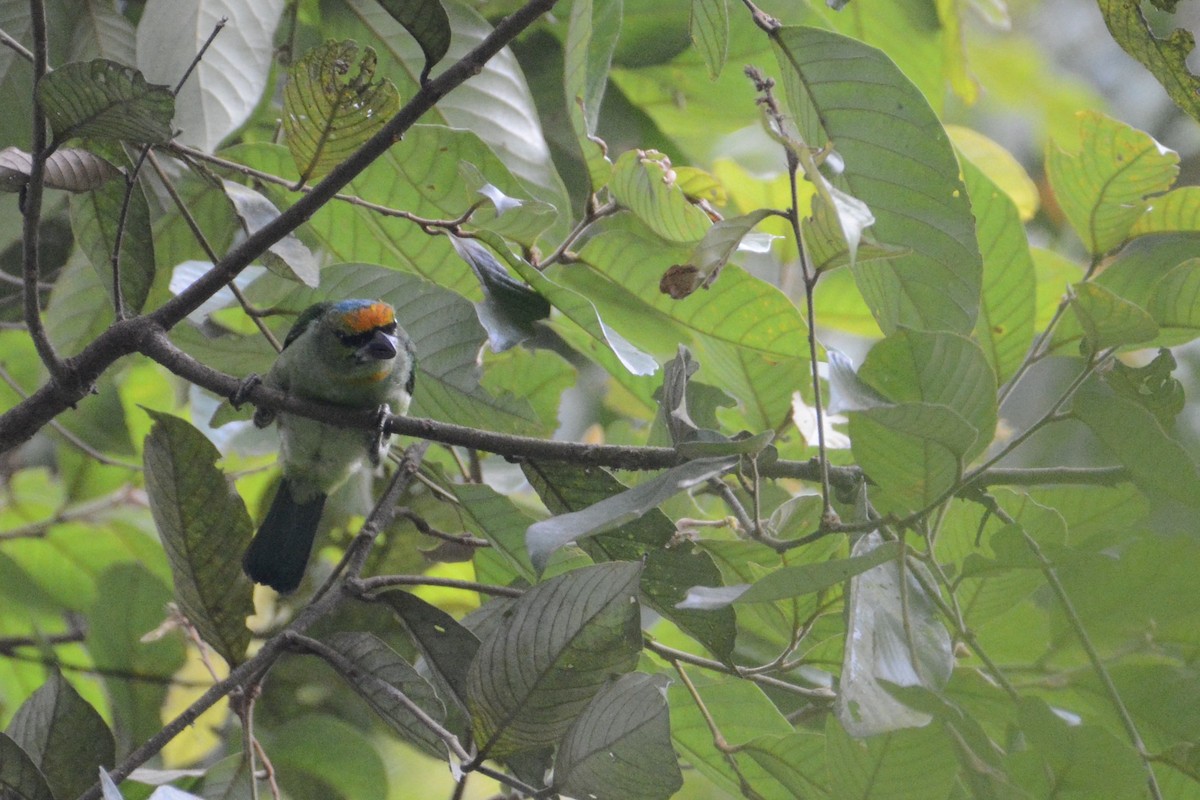 Flame-fronted Barbet - ML120193361