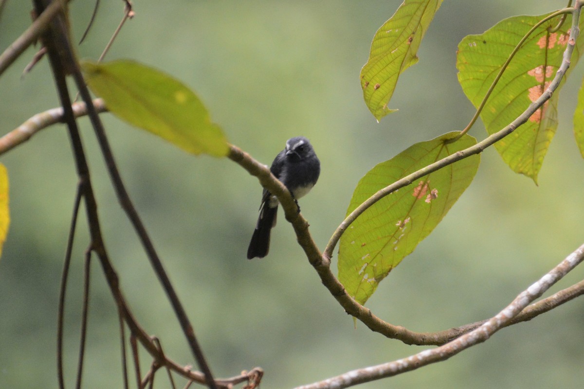 White-bellied Fantail - ML120193761