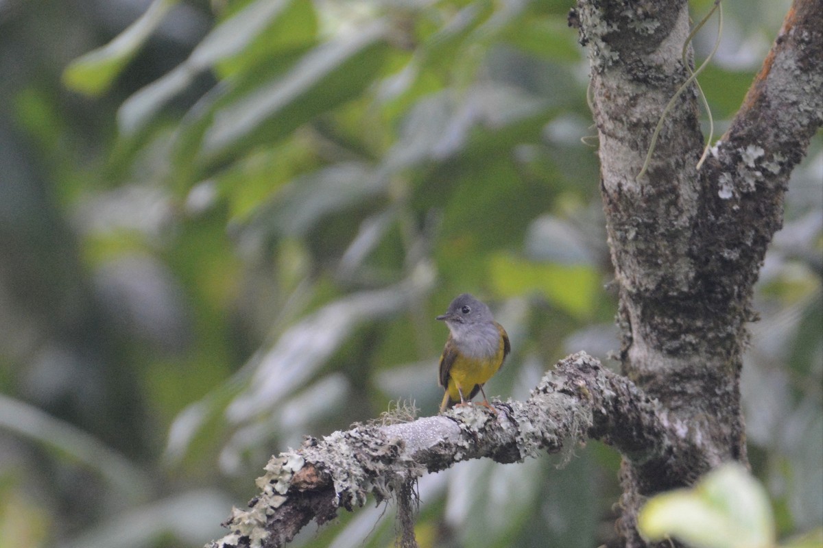 Gray-headed Canary-Flycatcher - ML120193811
