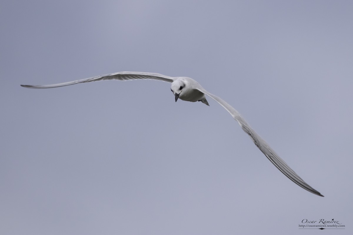 Gull-billed Tern - Oscar Ramirez Alan