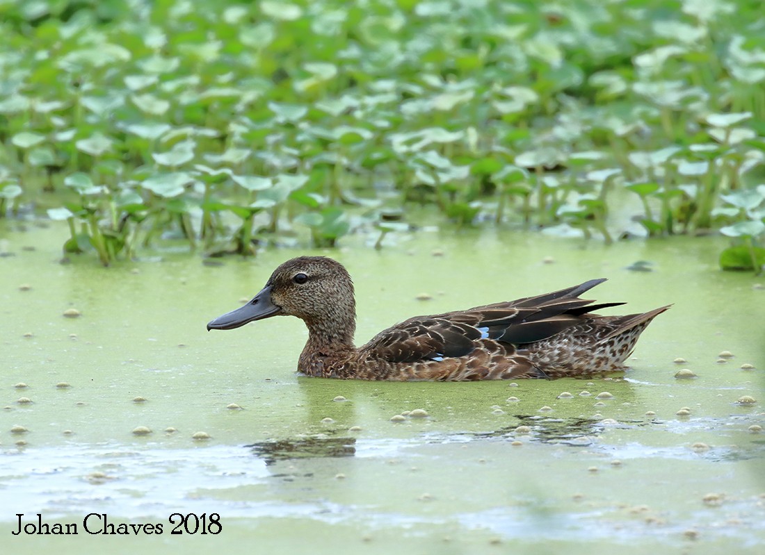 Blue-winged Teal - Johan Chaves