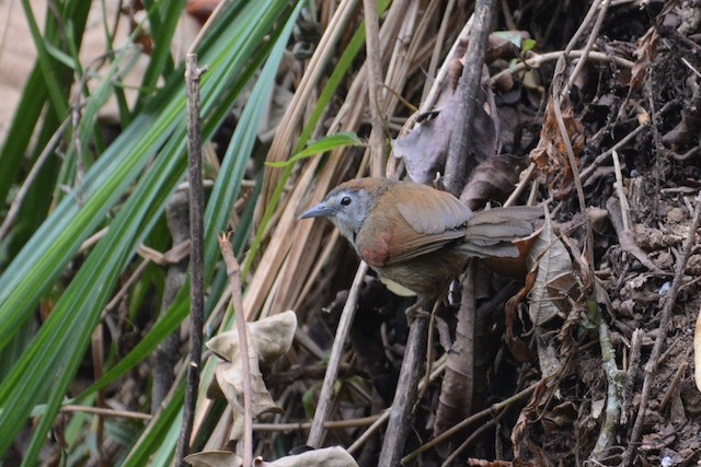 Tepus Pipi Perak Ebird