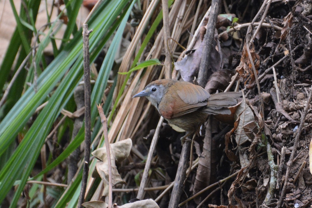 Crescent-chested Babbler - ML120194361