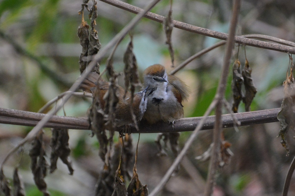 Crescent-chested Babbler - ML120194381