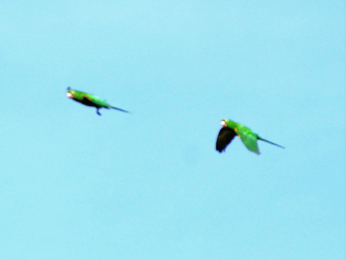 White-eyed Parakeet - ADRIAN GRILLI
