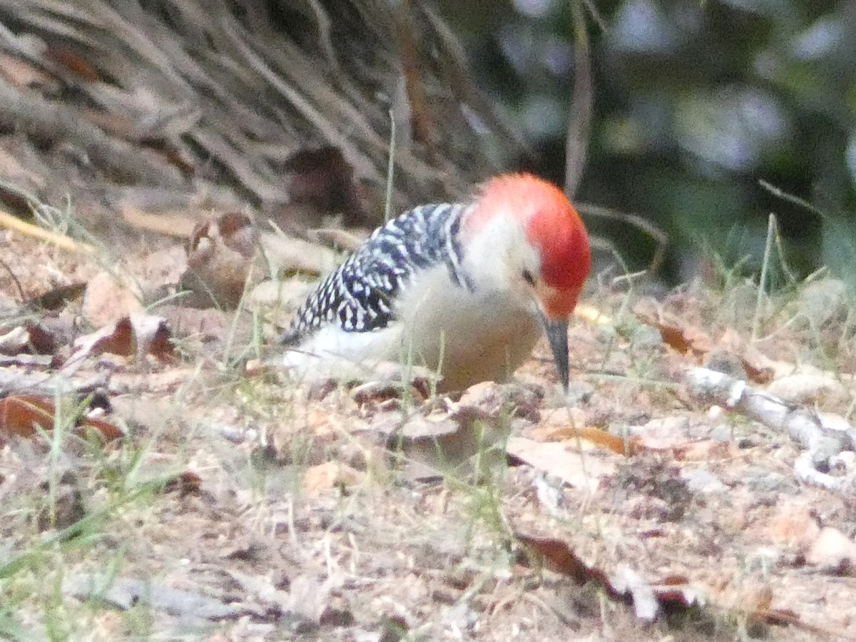 Red-bellied Woodpecker - ML120199131