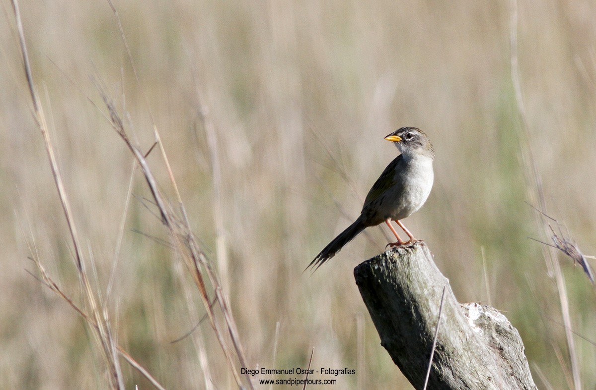 Lesser Grass-Finch - Diego Oscar / Sandpiper Birding & Tours