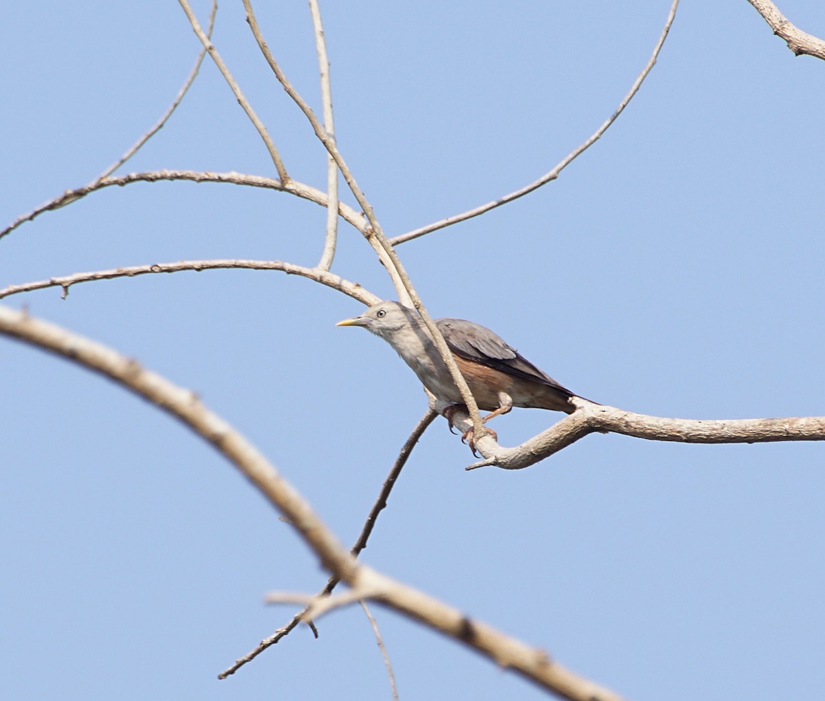 Chestnut-tailed Starling - Raghavendra  Pai