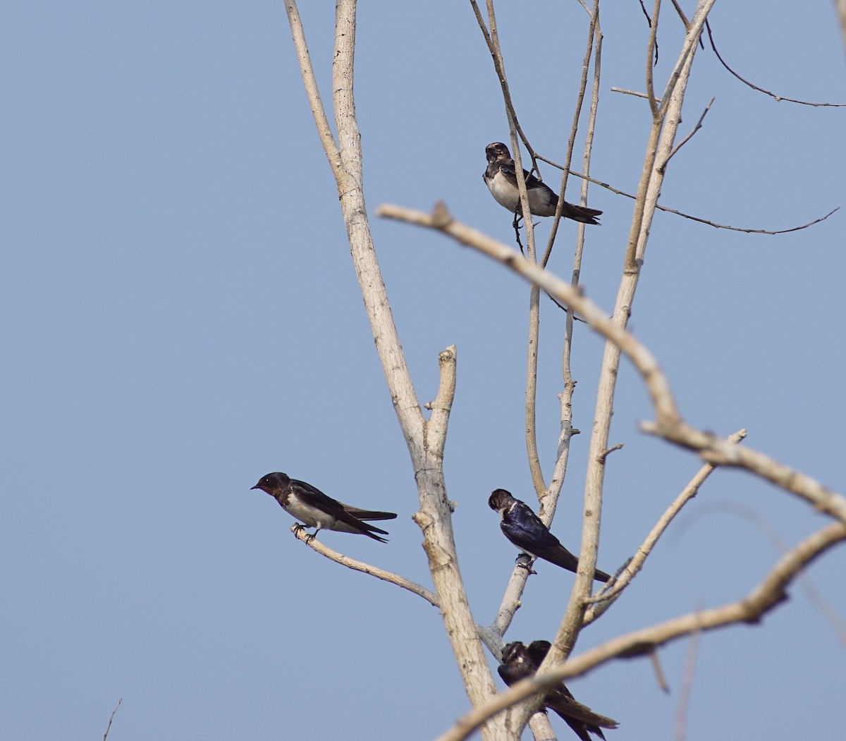 Barn Swallow - Raghavendra  Pai